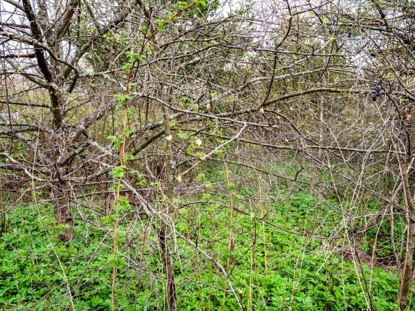 Underbrush Clearing in Oroville