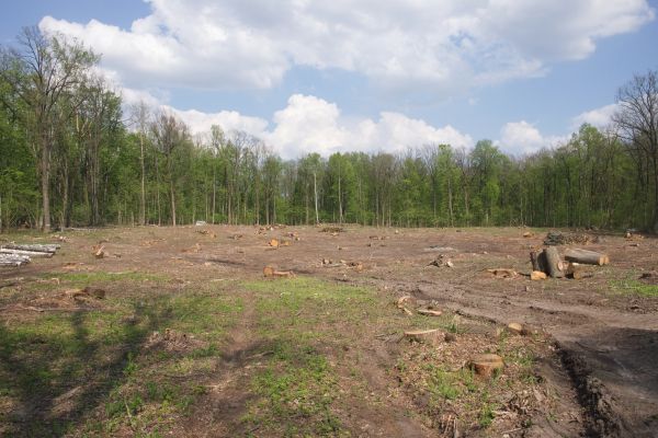 Cost of Pasture Clearing in Oroville