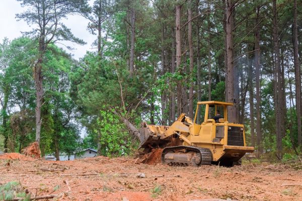 Forest Thinning in Oroville
