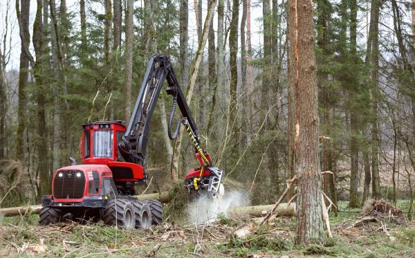 Cost of Forest Clearance Service in Oroville
