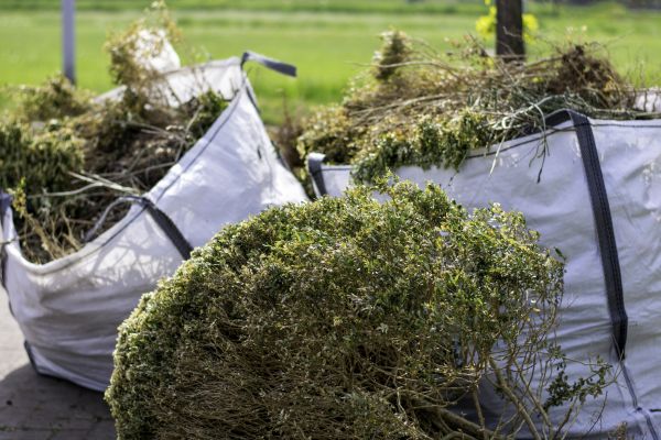 Bushes Clearing in Oroville