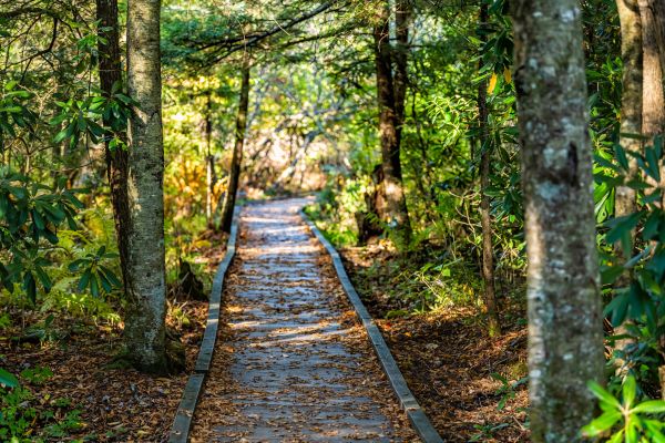 Trail Clearing in Oroville